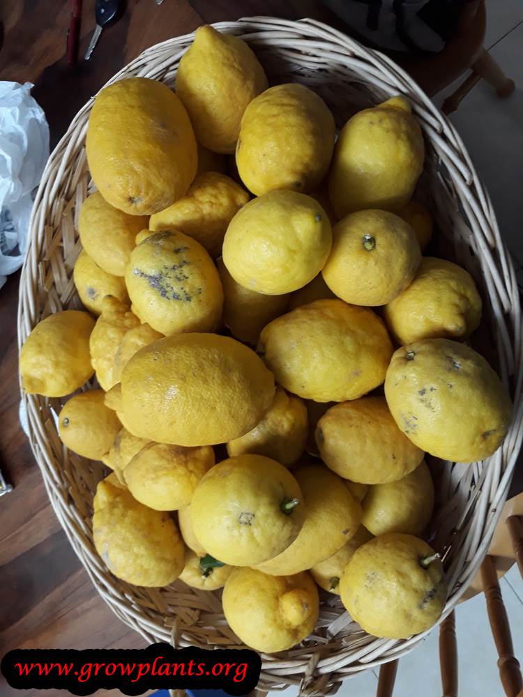 Lemon tree harvest