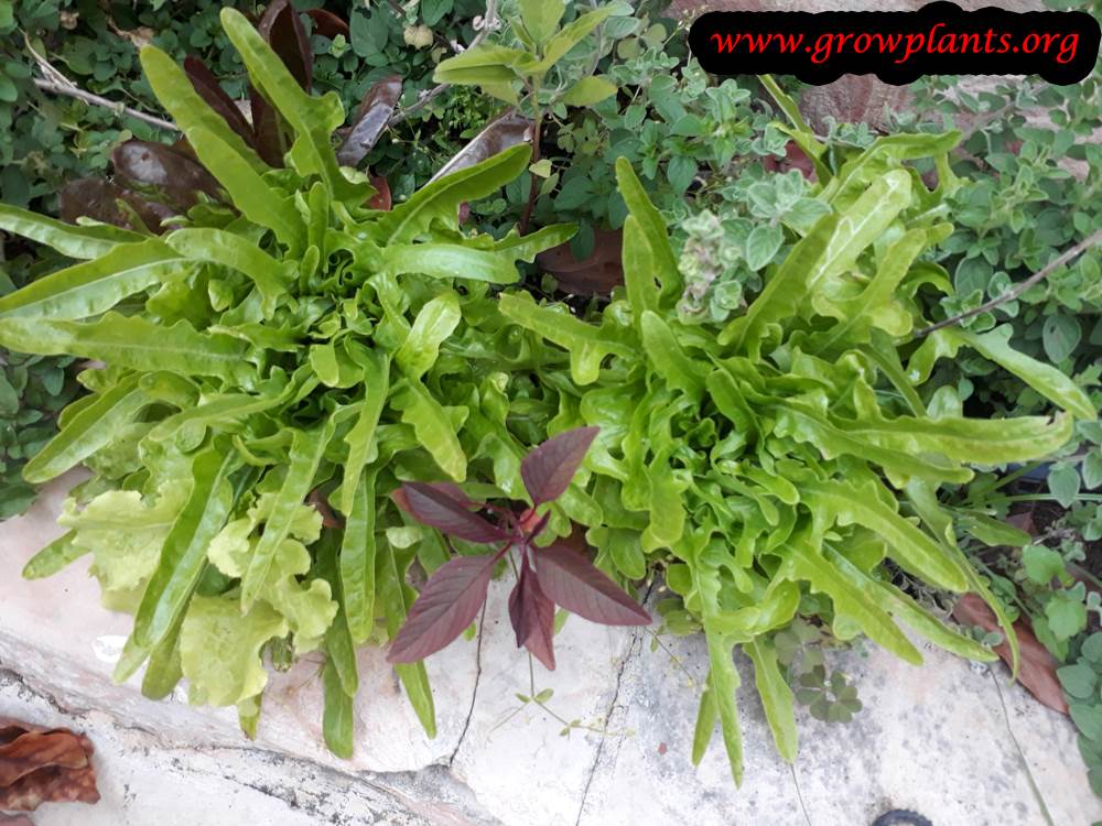 Lettuce Italienischer plant care