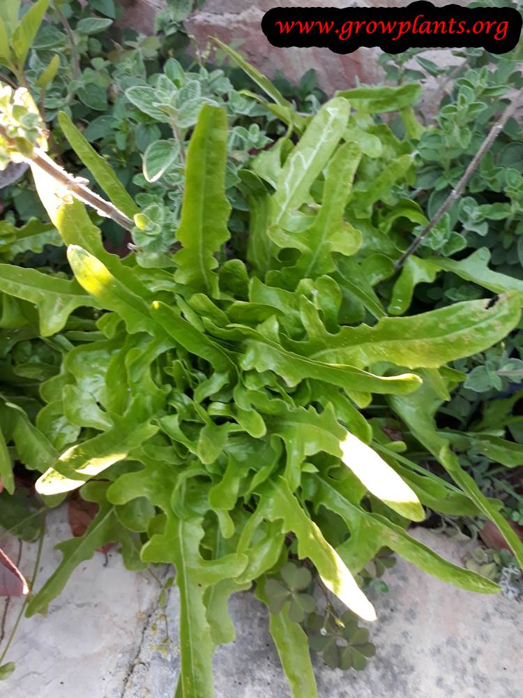 Lettuce Italienischer leaves