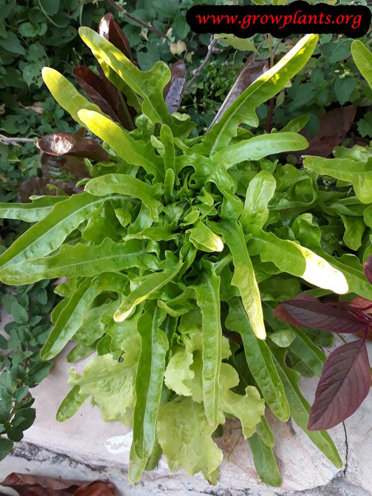 Lettuce Italienischer leaves