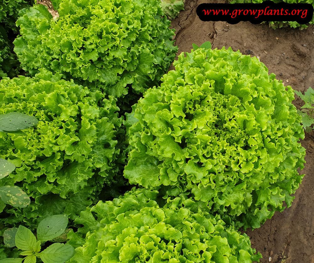 Lettuce plant tips & instruction