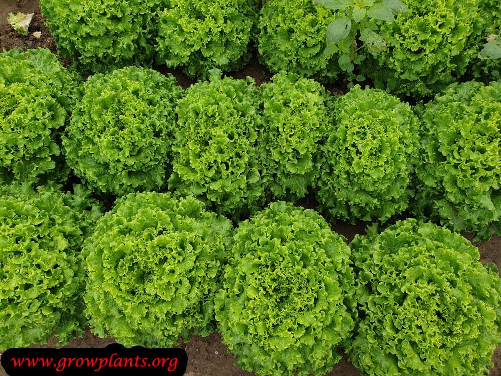 Lettuce plant tips