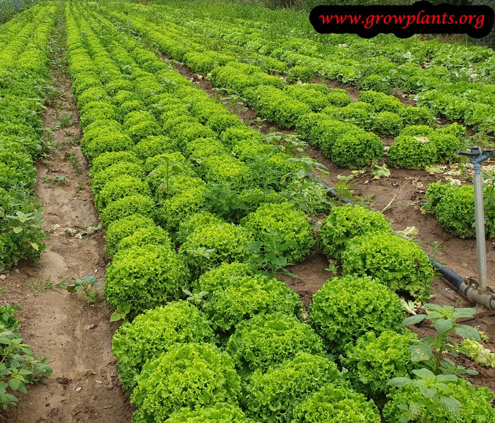 Lettuce plant harvesting instruction