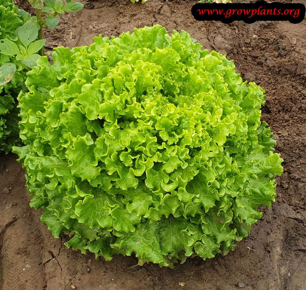 Lettuce plant growing instruction