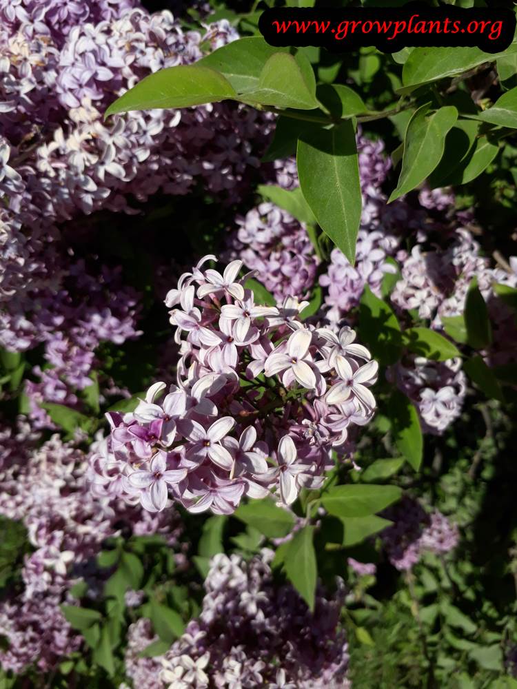 Lilac plant