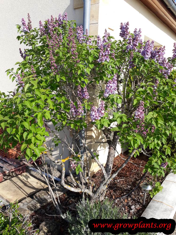 Lilac planting season