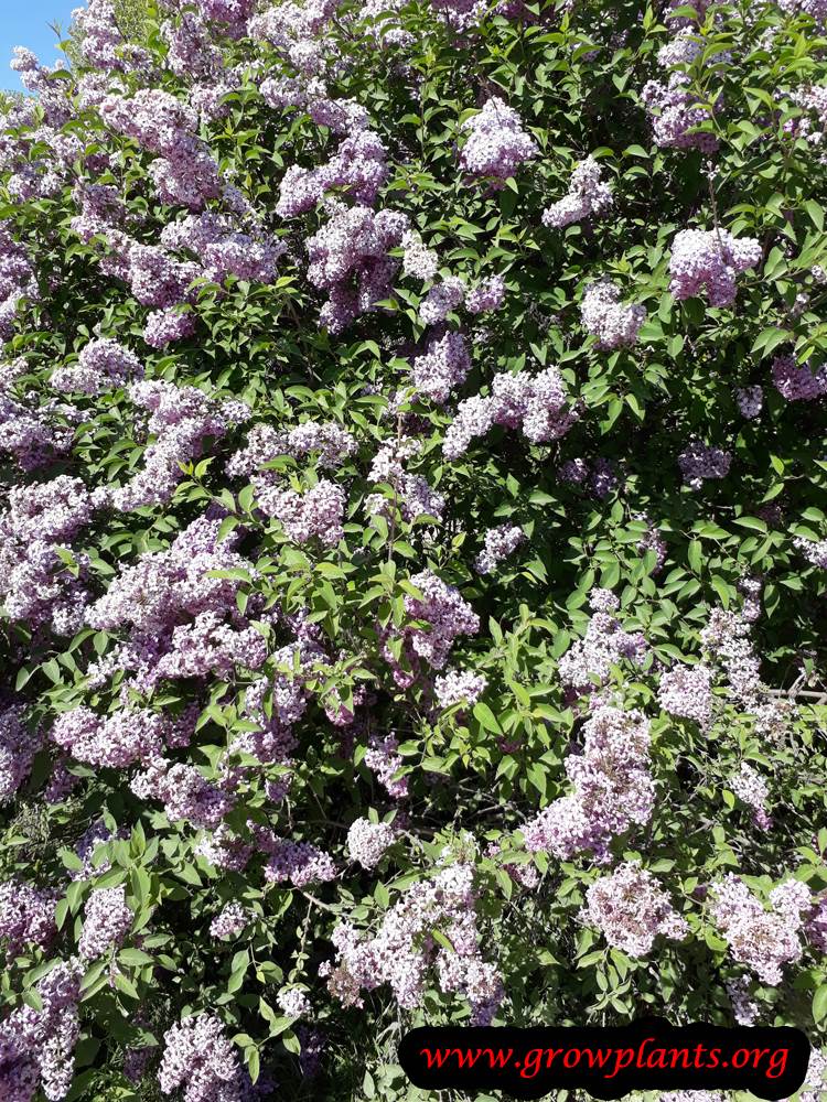 Lilac plant care