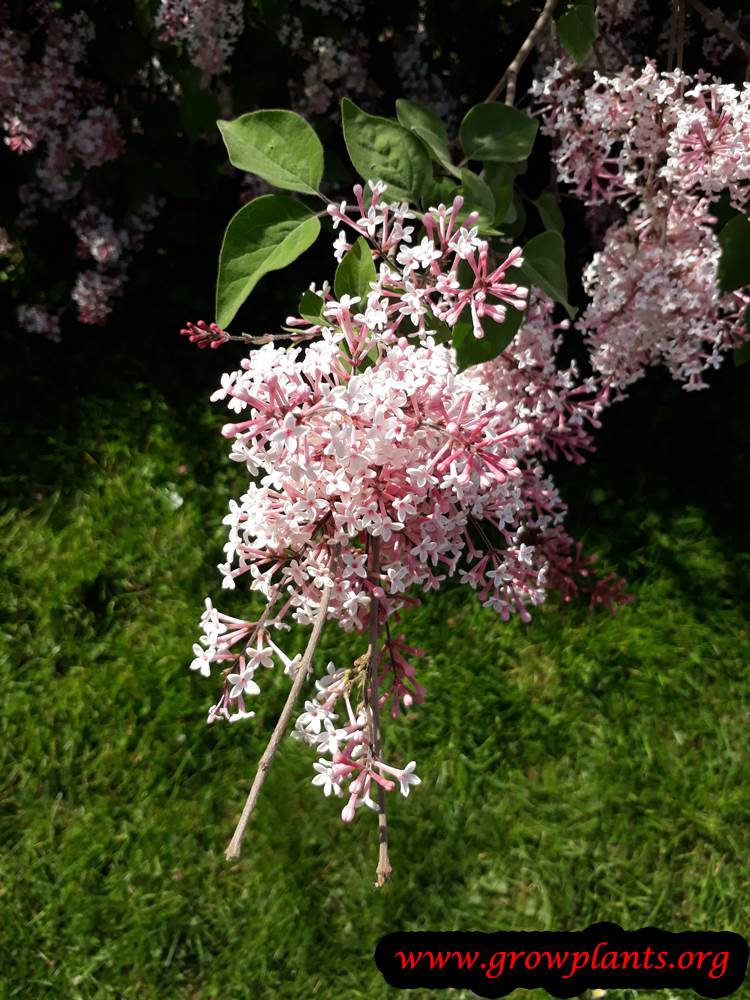 Lilac plant flowers