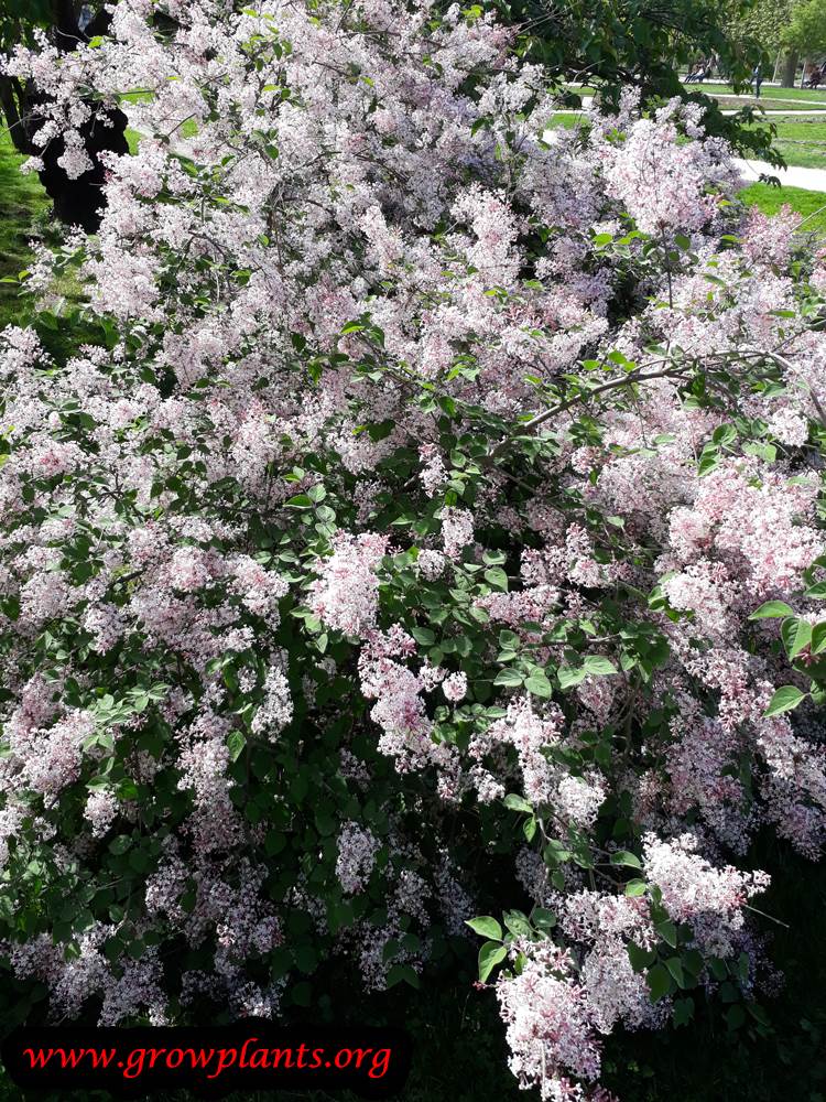 Growing Lilac plant
