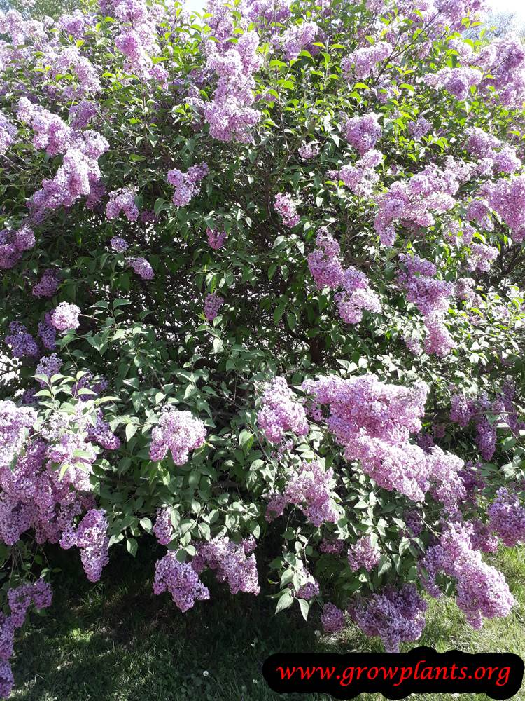 Blooming Lilac plant