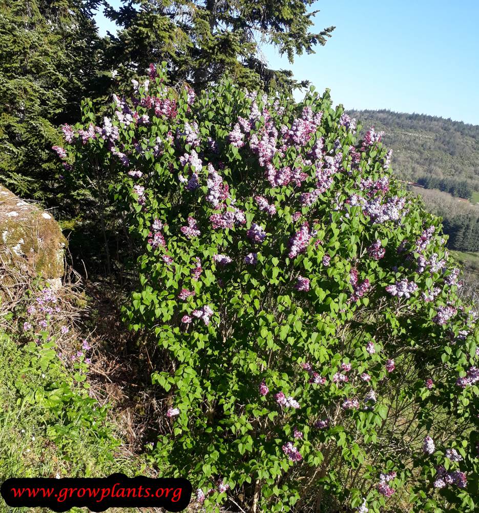 Lilac plant flowers season