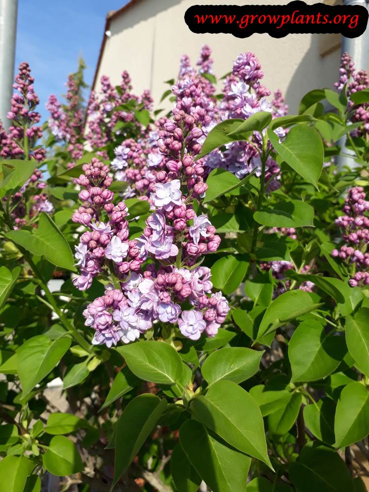 Planting Lilac plant