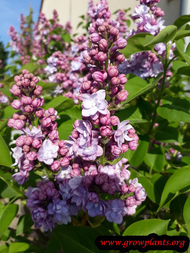 Planting Lilac pink flowers