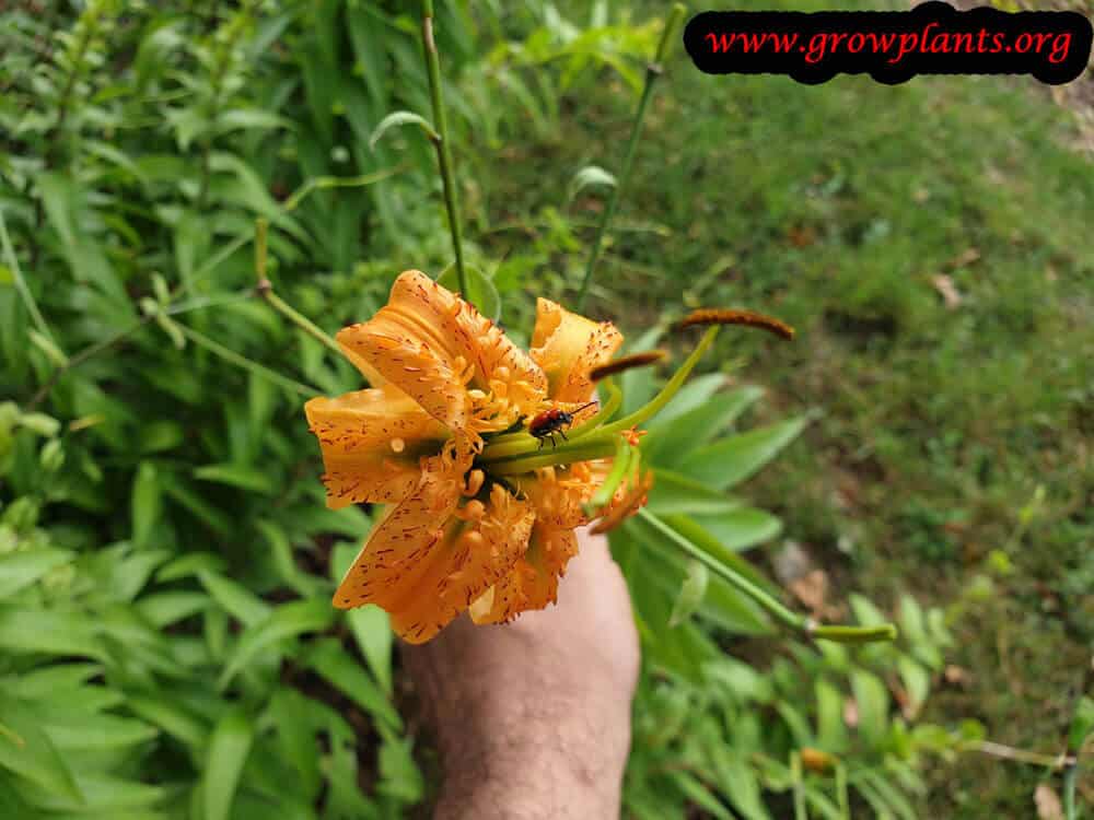 Lilium henryi flower