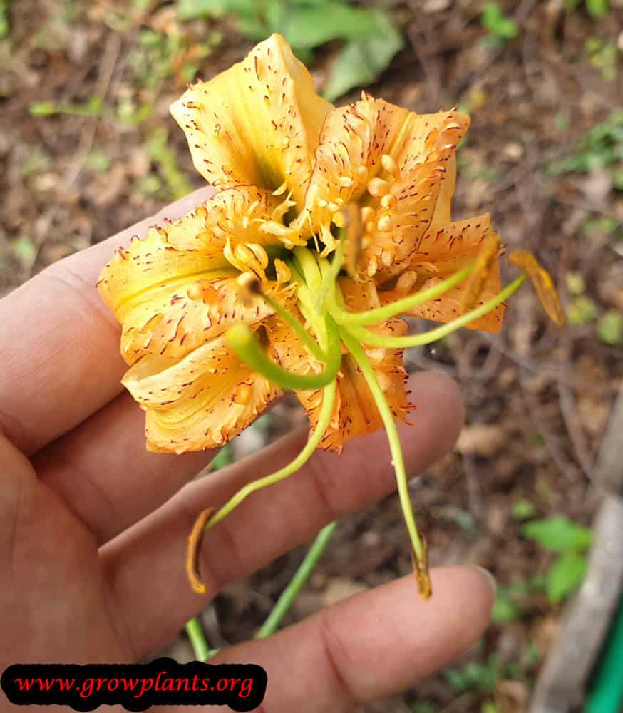 Lilium henryi plant care