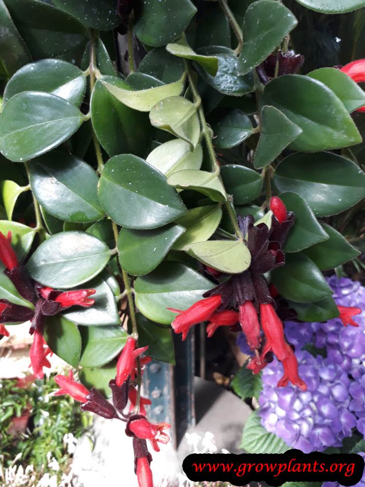 Lipstick plant grow and care