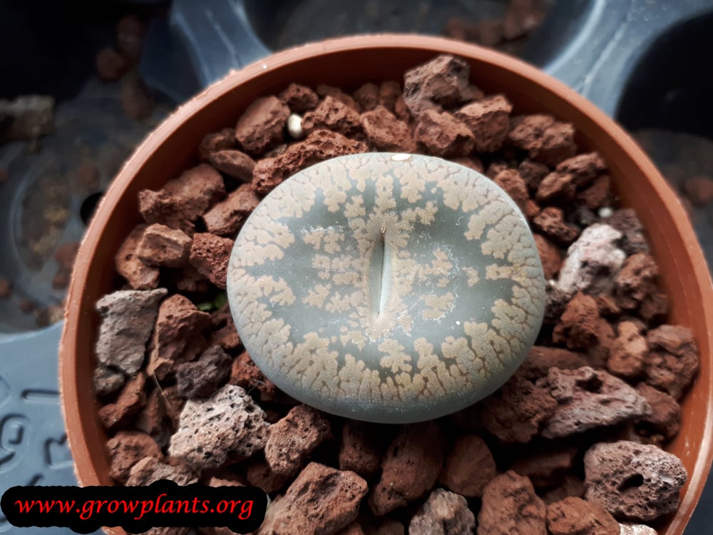 Lithops grow and care