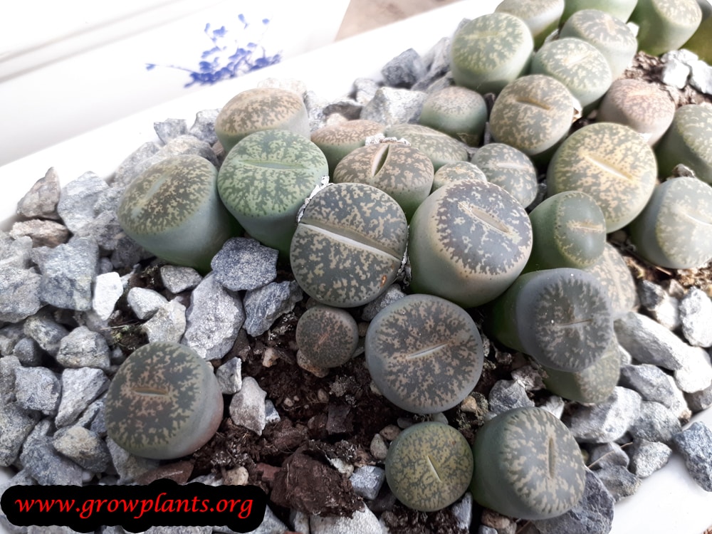 Living stone plant grow and care