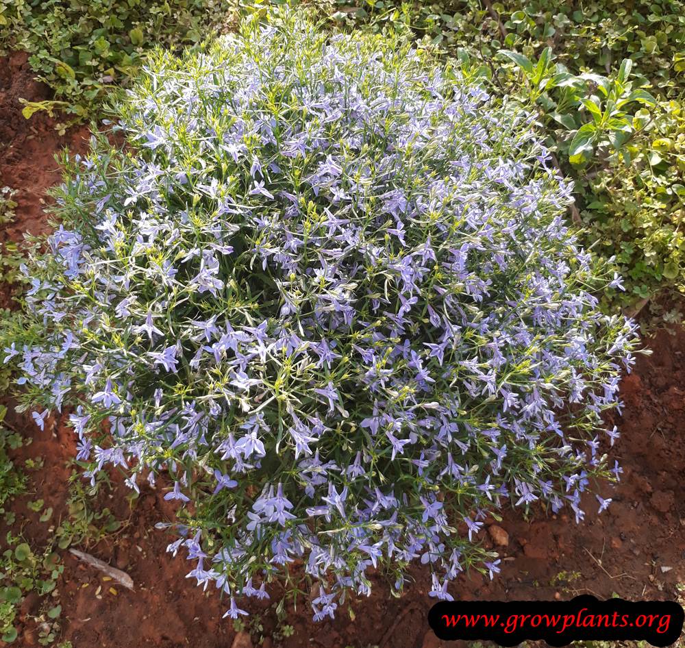 Lobelia erinus plant care