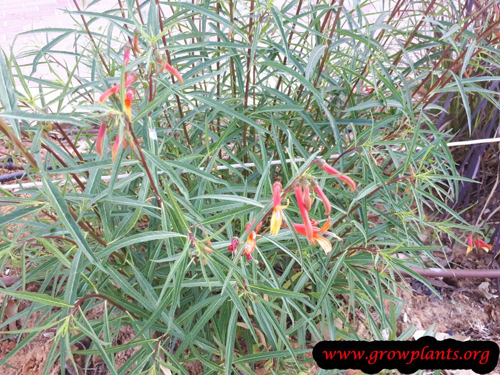 Lobelia laxiflora plant care
