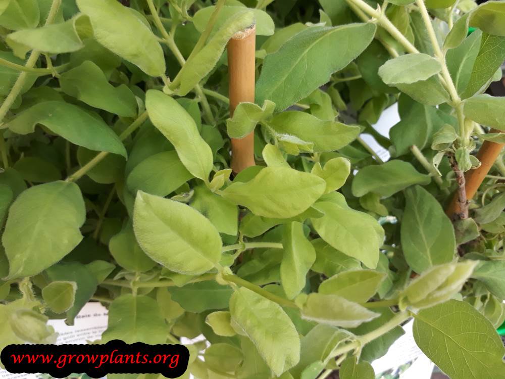 Growing Lonicera caerulea plant