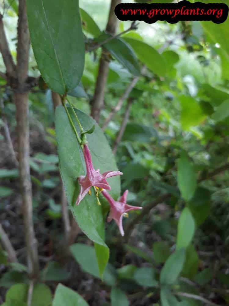 Lonicera gracilipes flower