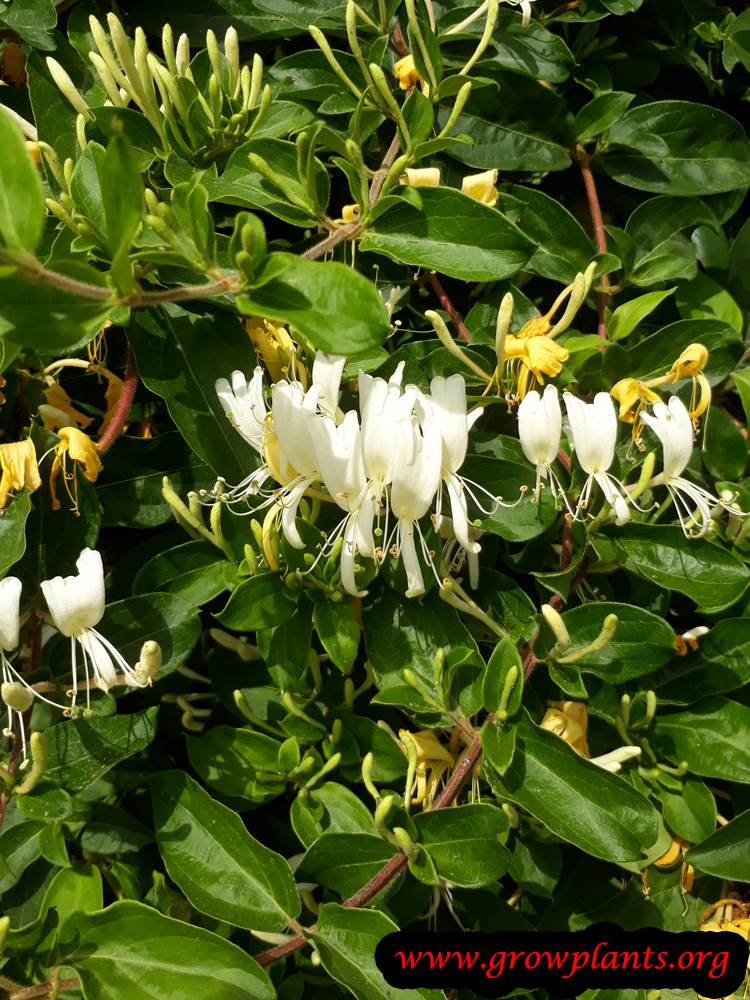 Lonicera japonica flowers