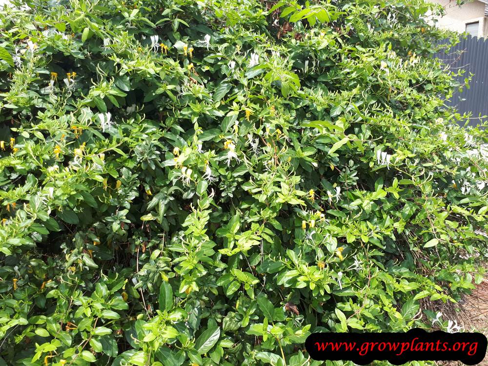 Lonicera japonica hedge plant