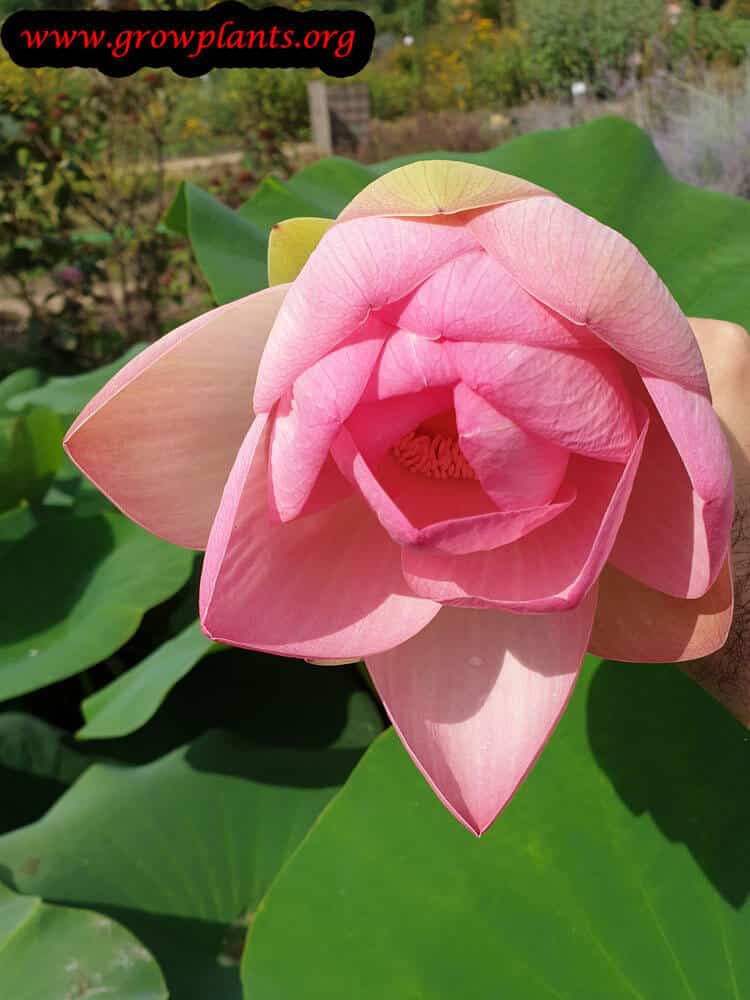 Lotus plant flower pink