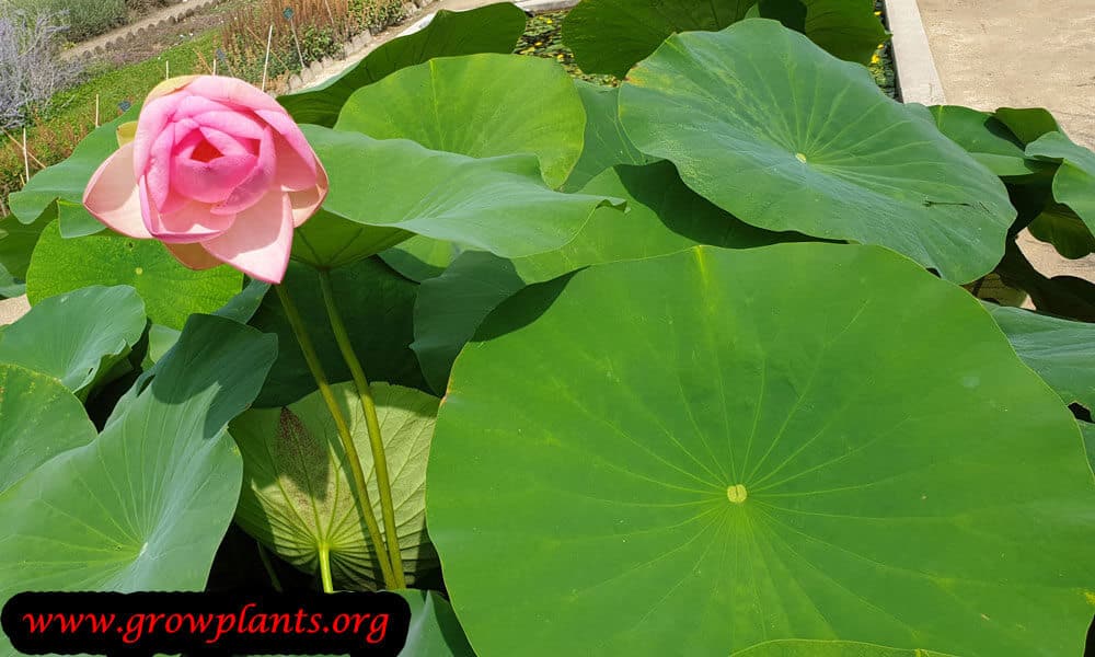 Lotus plant flower