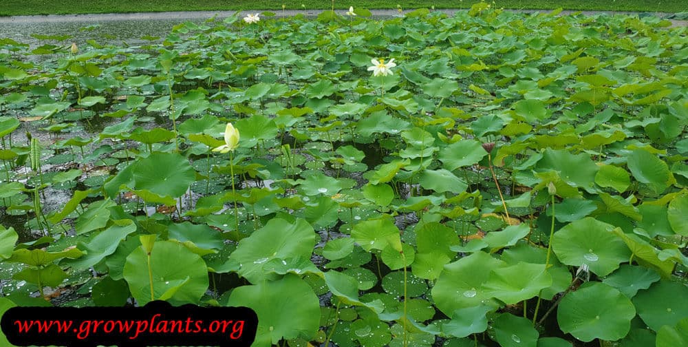 Lotus plant aquatic