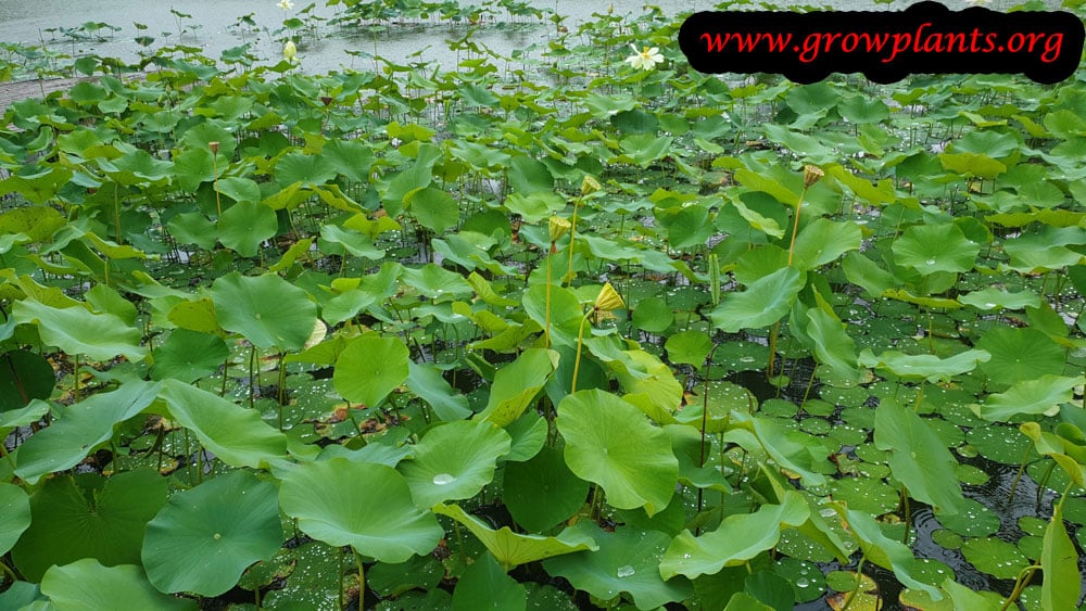 Lotus plant growing information