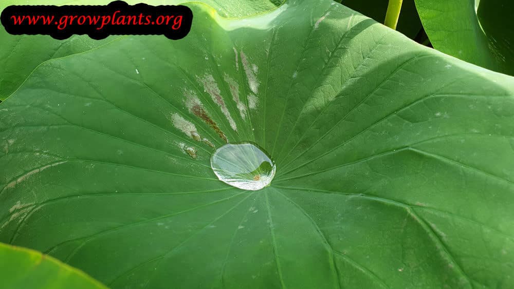 Lotus plant growing instruction