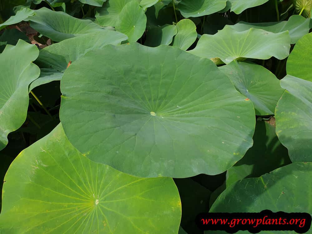 Lotus plant leaves