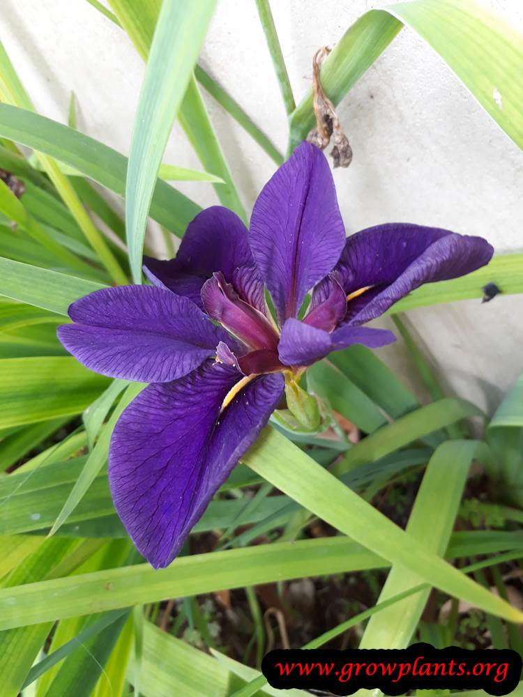 Louisiana iris plant