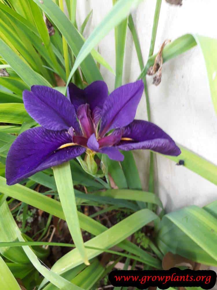 Louisiana iris flower