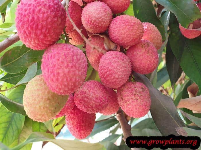 Growing Lychee tree fruits