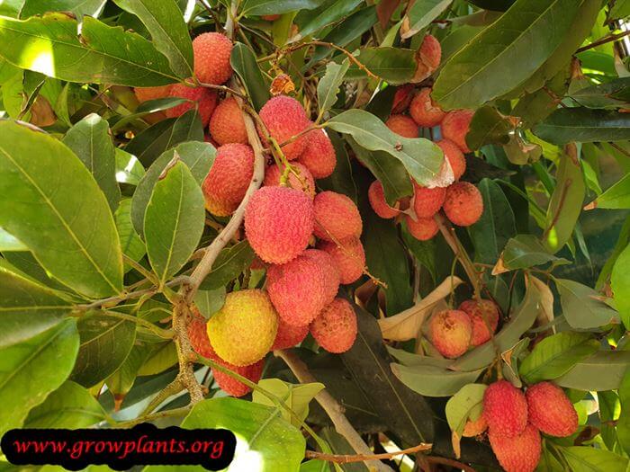 Harvesting Lychee tree fruits