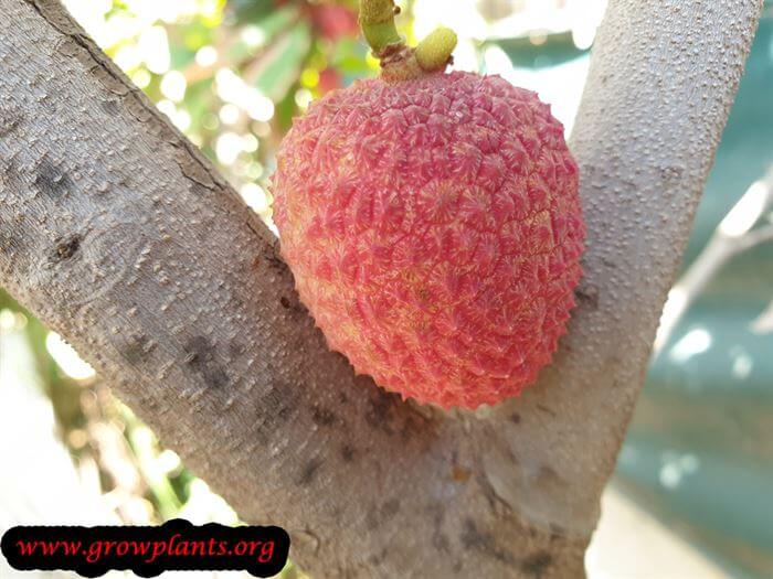Lychee tree fruits red