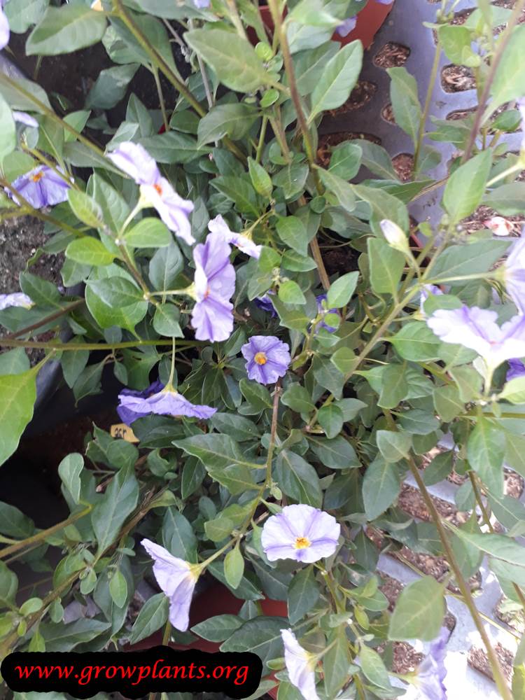 Lycianthes plant