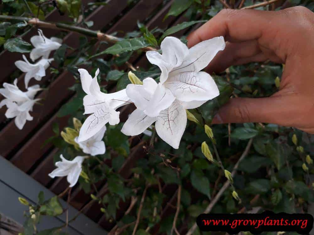 Mackaya bella flower