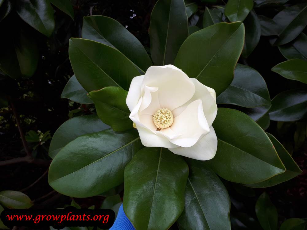 Magnolia grandiflora flower season