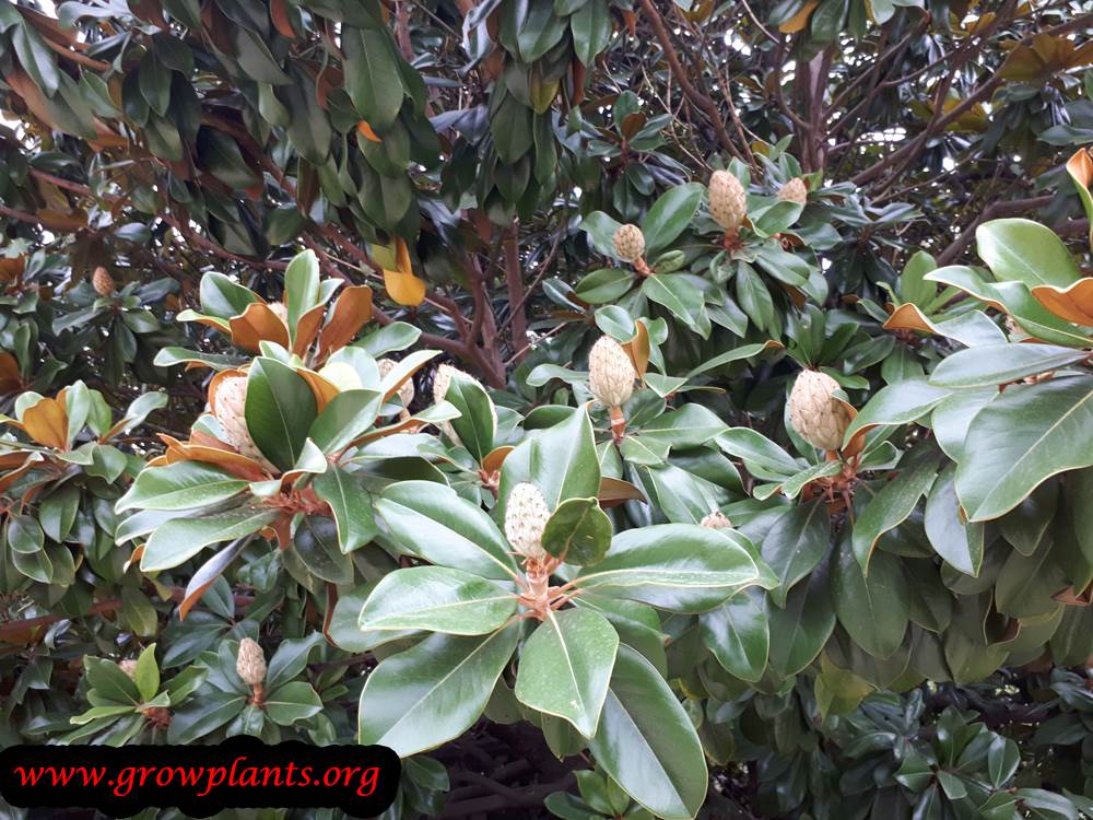 Growing Magnolia grandiflora