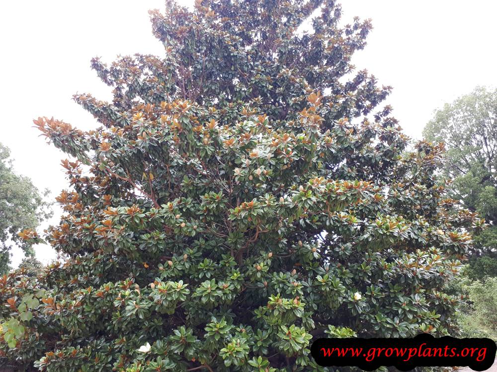 Planting Magnolia grandiflora