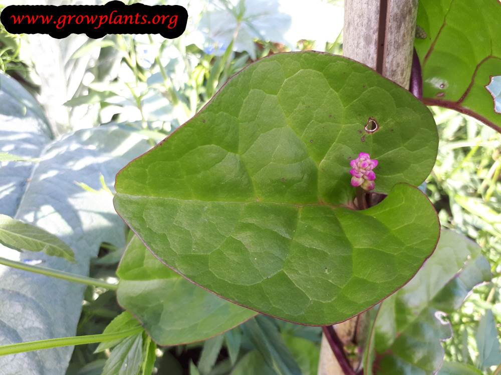 Malabar spinach leaf and flower