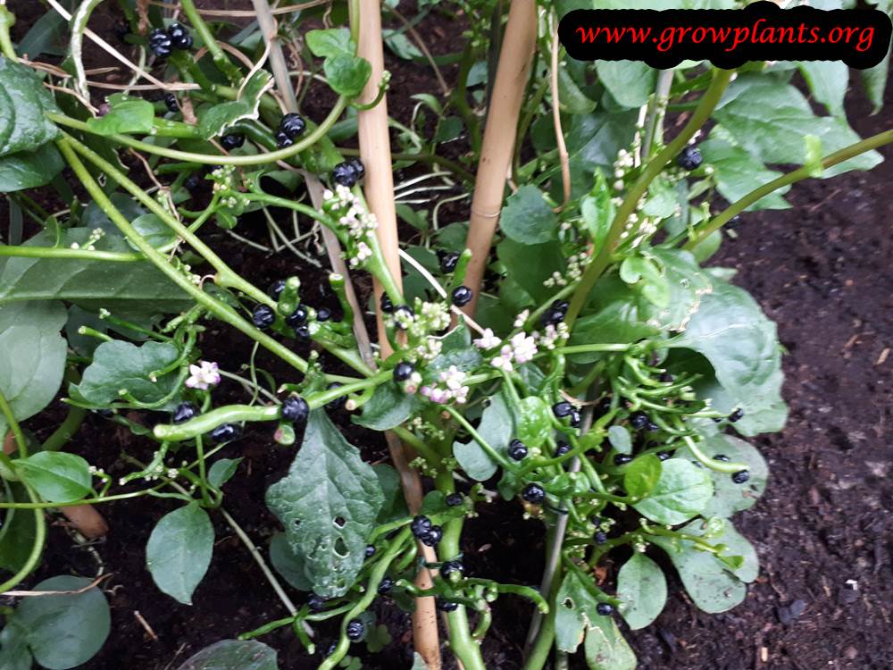 Growing Malabar spinach