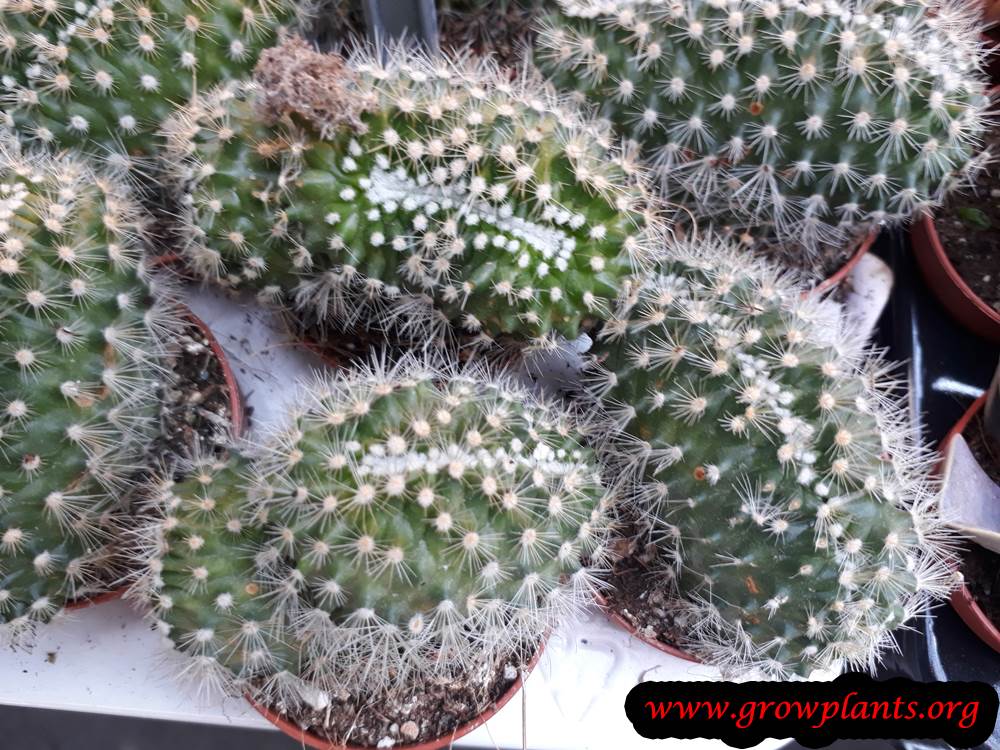 Mammillaria cactus