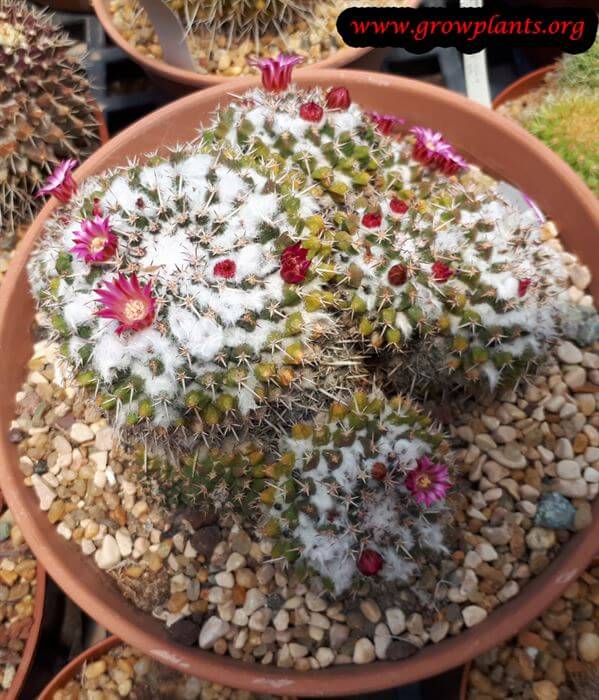Mammillaria cactus care