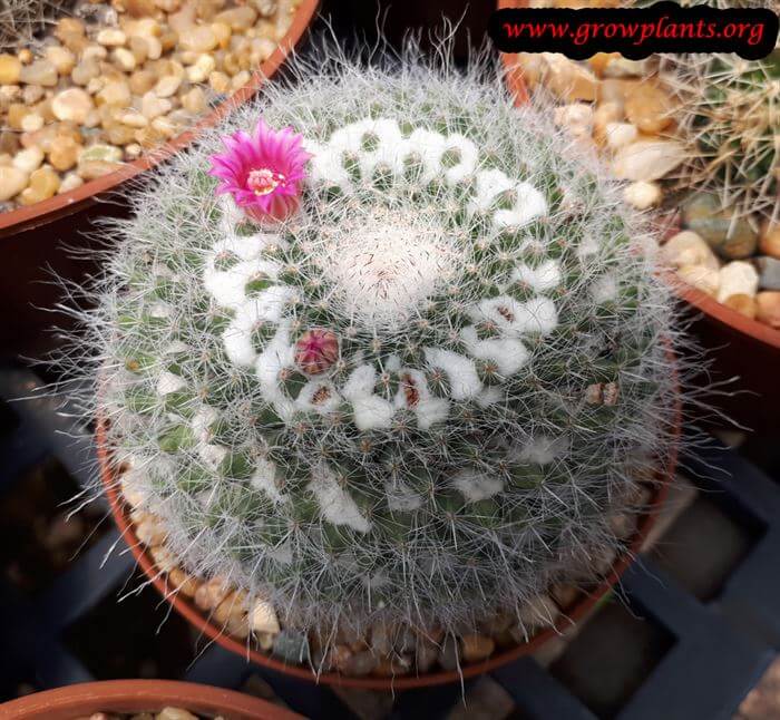 Growing Mammillaria cactus
