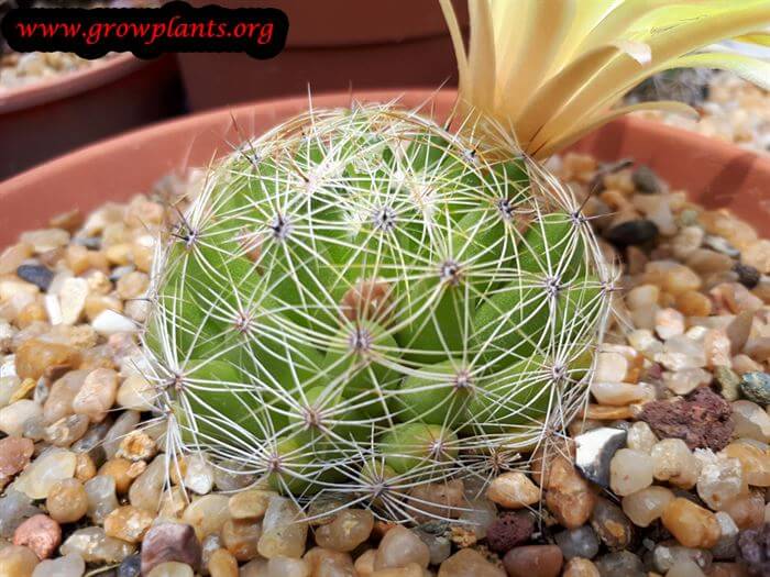 Mammillaria sphaerica cactus